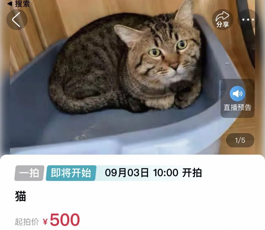 宠物信息获取失败 5_拍卖宠物抵债 理由合法性 猫咪竞拍法律程序