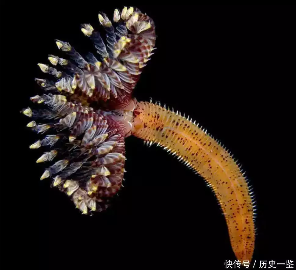 鲸鱼尸体分解_鲸落过程_最大的鲸鱼
