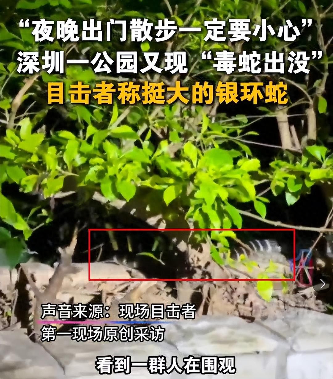深圳市区现剧毒银环蛇！目击者：这么大、这么毒，一定要小心！