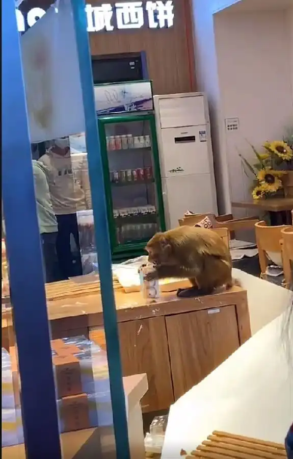 贵州一只野猴闯入蛋糕店吃“霸王餐”，官方：专人跟踪暂不抓捕