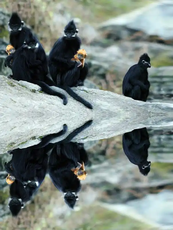 沿河：4630人搬家为黑叶猴腾地人猴皆欢