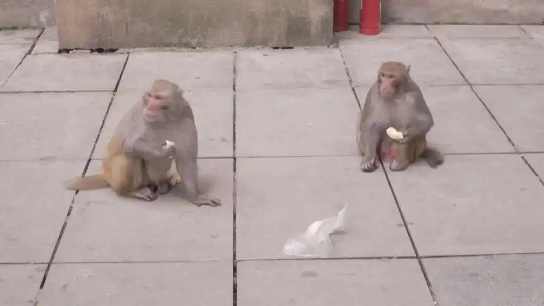 贵阳花果园驱赶猴子_贵州的猴子已经进化到上班了_贵阳花果园猴子扰民