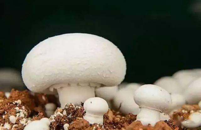 蘑菇种类及图片大全