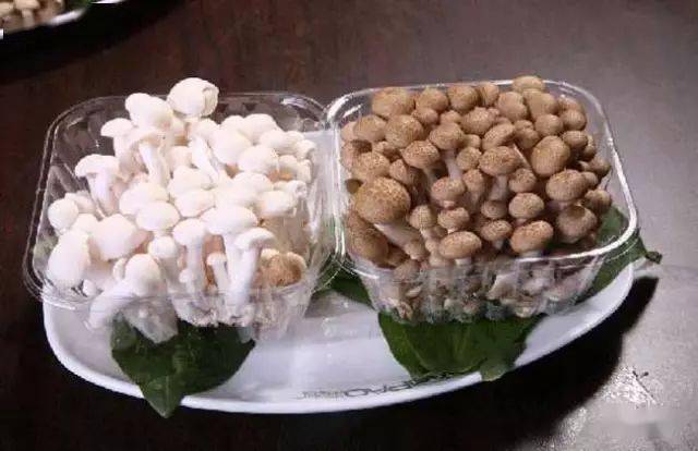 蘑菇山宝库_食用菌介绍_蘑菇种类及图片大全