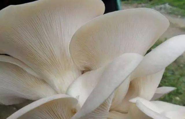 蘑菇种类及图片大全_食用菌介绍_蘑菇山宝库