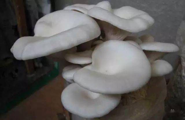 蘑菇山宝库_食用菌介绍_蘑菇种类及图片大全