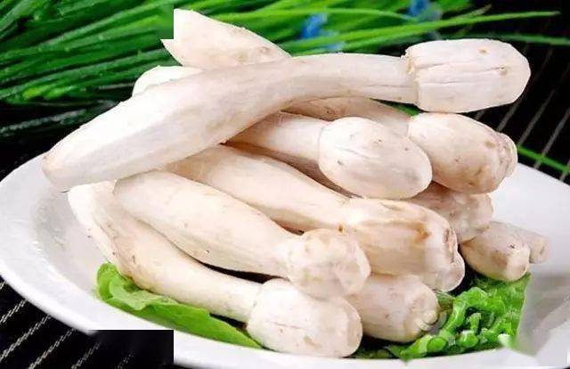 食用菌介绍_蘑菇种类及图片大全_蘑菇山宝库