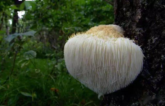 食用菌介绍_蘑菇种类及图片大全_蘑菇山宝库