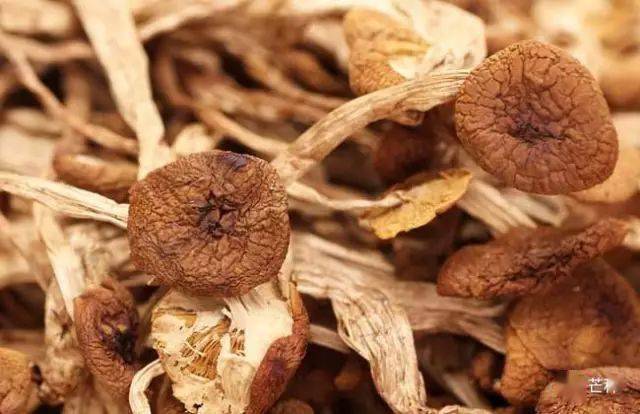 蘑菇种类及图片大全_蘑菇山宝库_食用菌介绍