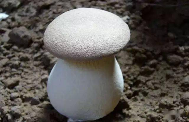 食用菌介绍_蘑菇山宝库_蘑菇种类及图片大全