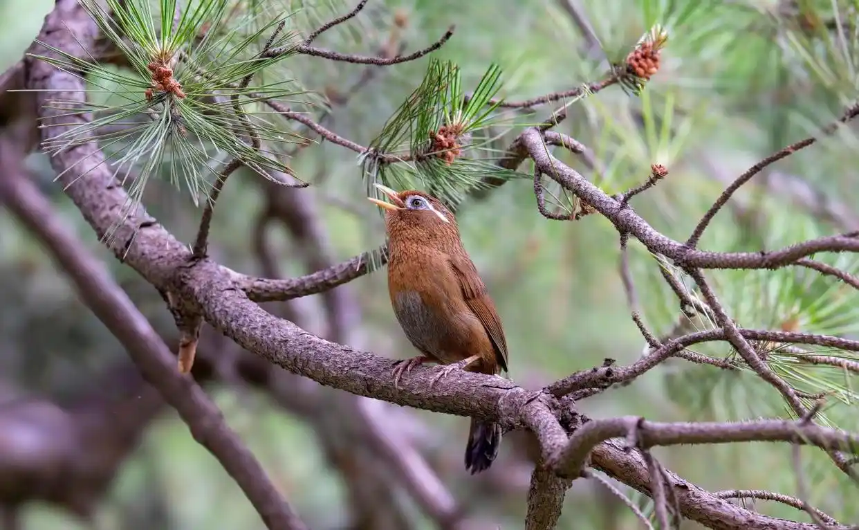 最高法提醒：这些鸟不能随意捕，以免触犯法律
