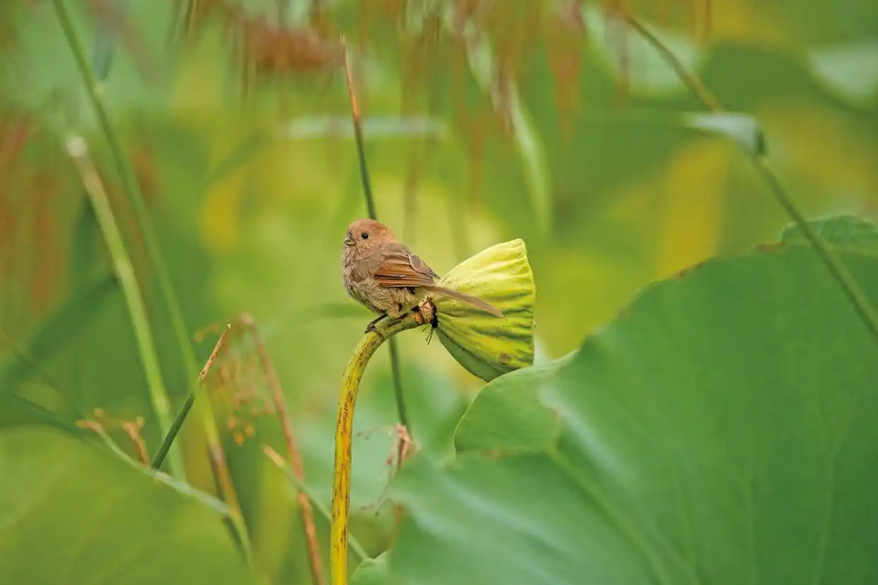 最高法提醒：这些鸟不能随意捕_三有动物保护法律误区及典型案例分析_国家二级保护野生动物画眉鸟非法猎捕买卖法律后果