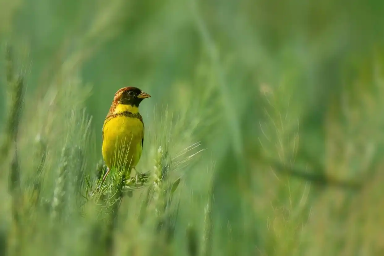 最高法提醒：这些鸟不能随意捕_国家二级保护野生动物画眉鸟非法猎捕买卖法律后果_三有动物保护法律误区及典型案例分析