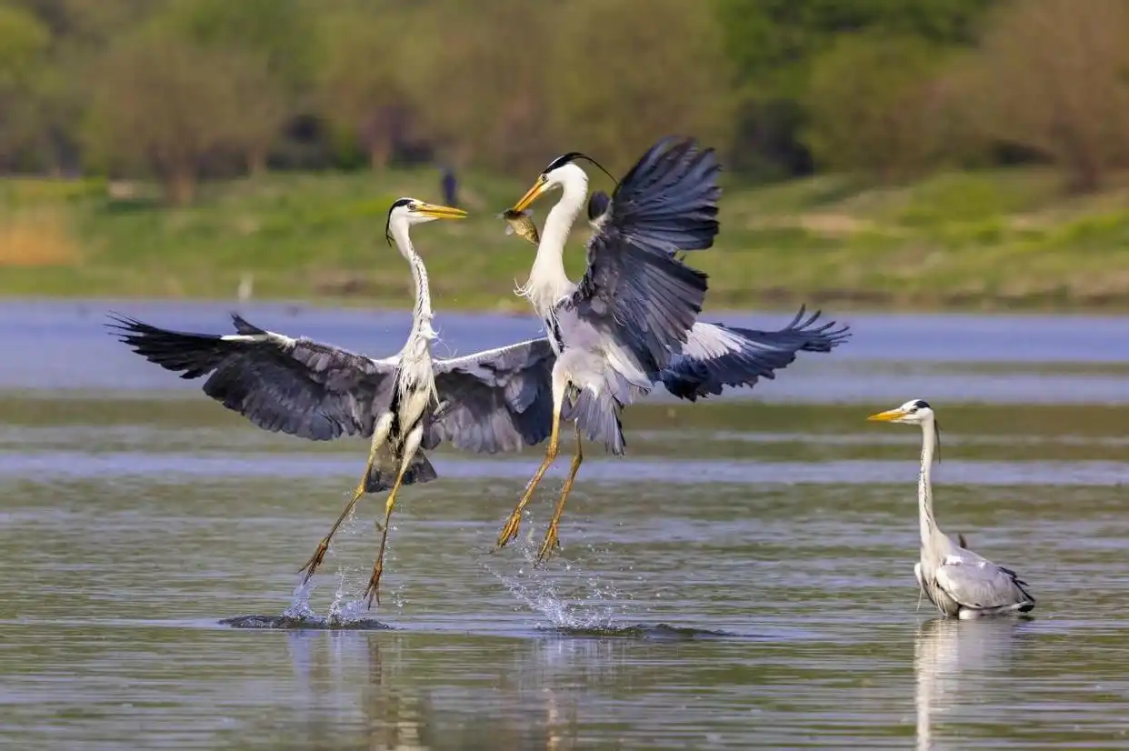 三有动物保护法律误区及典型案例分析_国家二级保护野生动物画眉鸟非法猎捕买卖法律后果_最高法提醒：这些鸟不能随意捕
