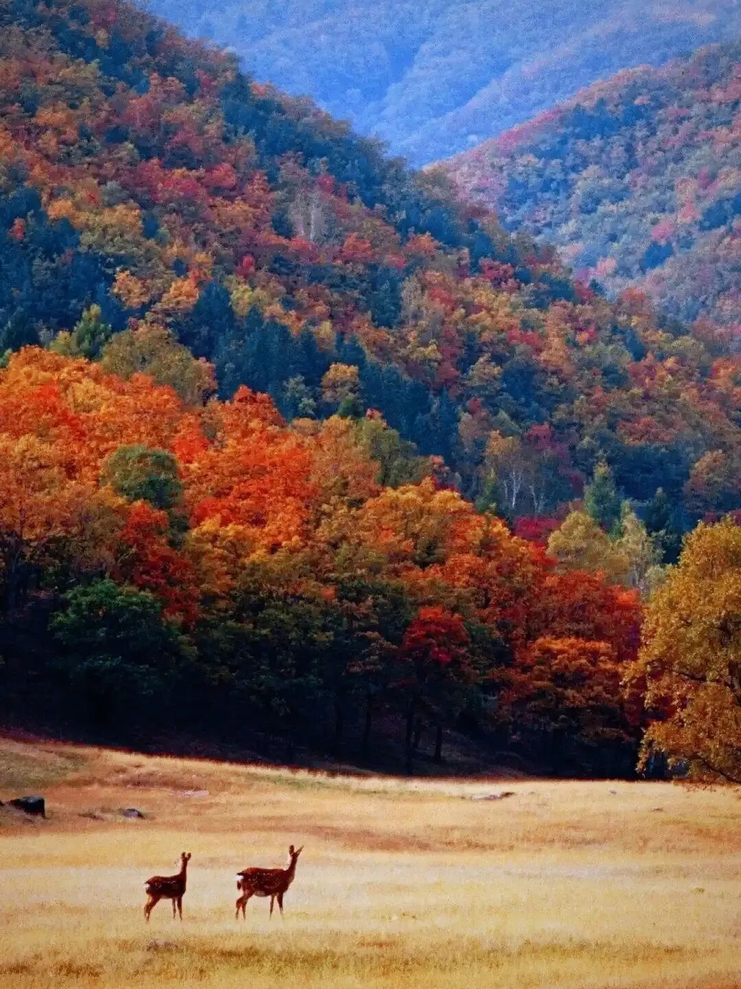 中国最美秋色喀纳斯湖_额济纳胡杨林最佳观赏时间_中国最美风景区排行榜