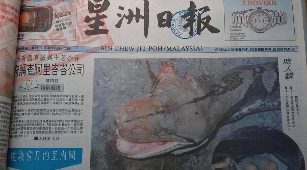 广东一20斤蟒蛇吞牛犊_广西钦州2米长蟒蛇事件_蟒蛇8月活跃期行为习性