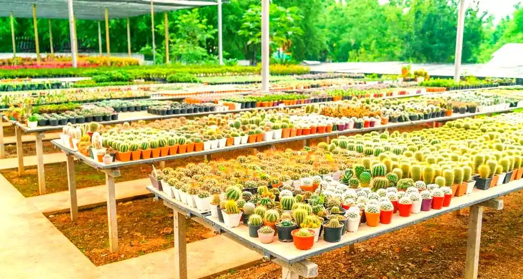 淘宝农产品店铺开设指南：从资质要求到发布技巧