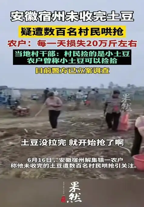 近期多地哄抢事件分析_百亩葵花田遭哄抢 8人被行拘_村民哄抢瓜田土豆事件舆情