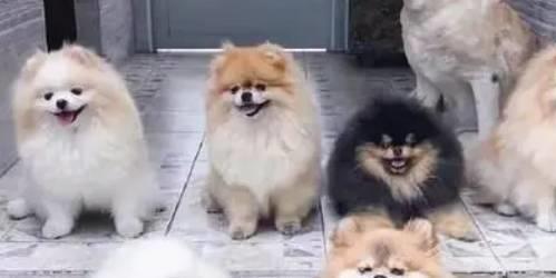 博美犬多少钱一只，你买贵了吗？