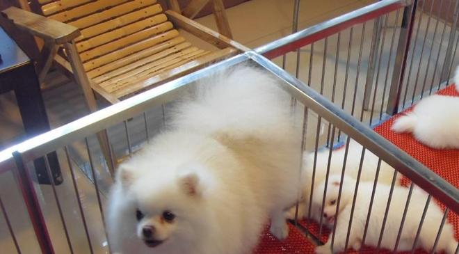 博美犬价格区间_袖珍博美犬多少钱一只_博美幼犬饲养注意事项