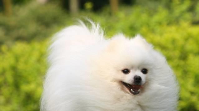 博美犬价格区间_博美幼犬饲养注意事项_袖珍博美犬多少钱一只