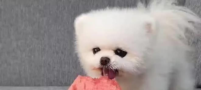 博美犬价格区间_袖珍博美犬多少钱一只_博美幼犬饲养注意事项