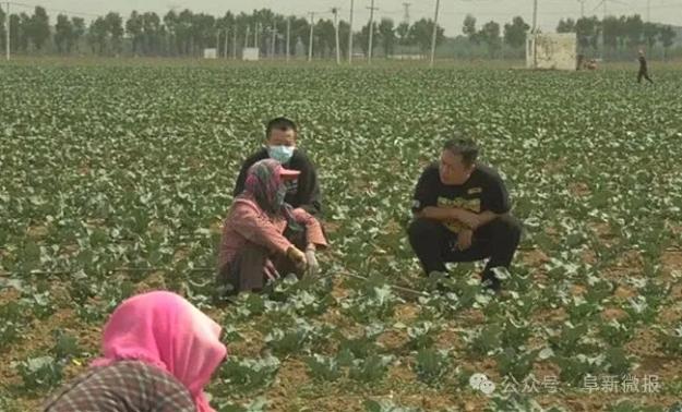 【十项攻坚行动】阜新县：精耕细作绘“丰”景