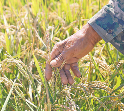 阜新市高标准农田建设_阜新市玉米密植高产精准调控技术_阜新新闻网农业