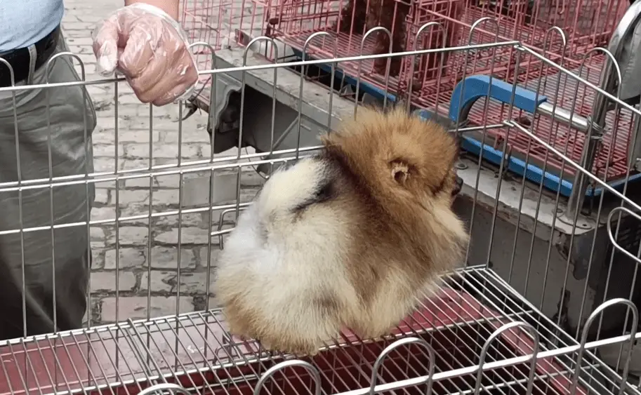 一只博美处理价竟要50000块？网友：品相不错，但卖5万？是想钱想疯了？