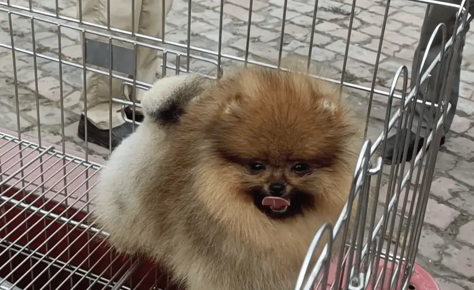 袖珍博美犬多少钱一只_狗市天价博美犬_宠物狗价格差异