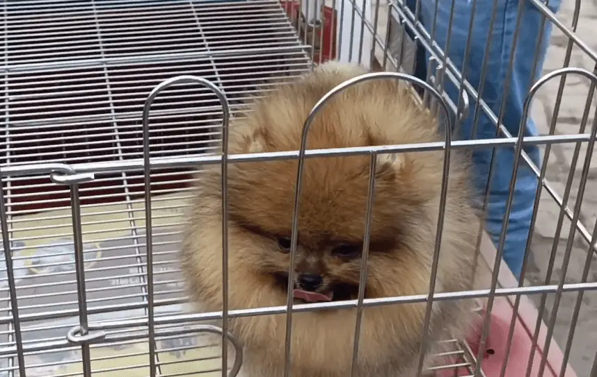 袖珍博美犬多少钱一只_狗市天价博美犬_宠物狗价格差异