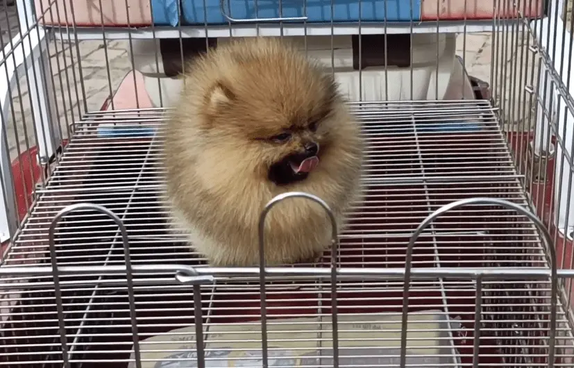 袖珍博美犬多少钱一只_狗市天价博美犬_宠物狗价格差异