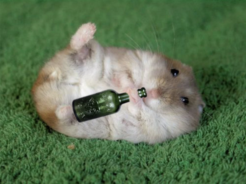 仓鼠不用喝水会死吗_仓鼠对酒精的耐受度_仓鼠酒量研究