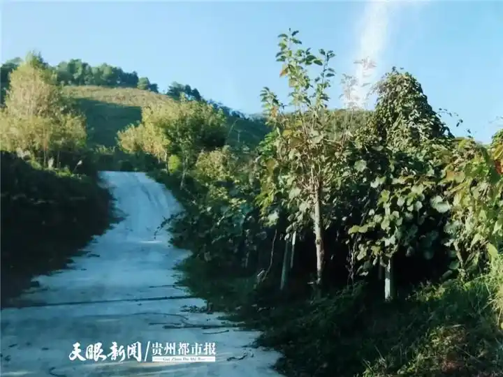 因嘴馋偷盗1500元猕猴桃，贵州一男子被判半年有期徒刑