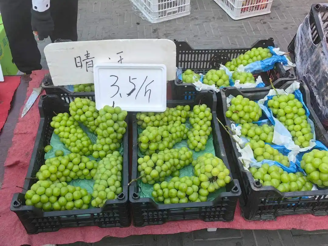 阳光玫瑰因何跌成“地板价”_阳光玫瑰种植面积减少趋势_阳光玫瑰价格下跌原因