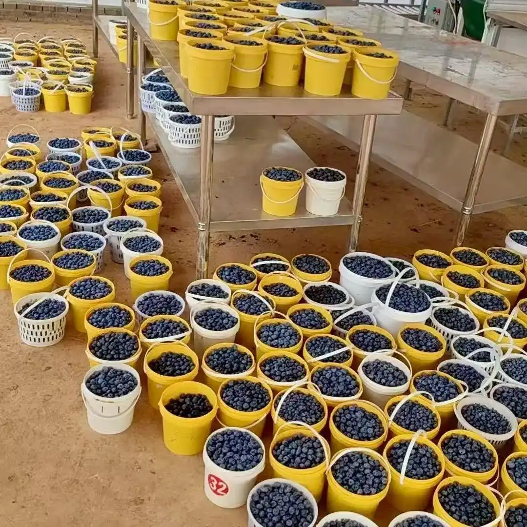进口水果价格下降原因_国产水果平替进口水果_阳光玫瑰因何跌成“地板价”