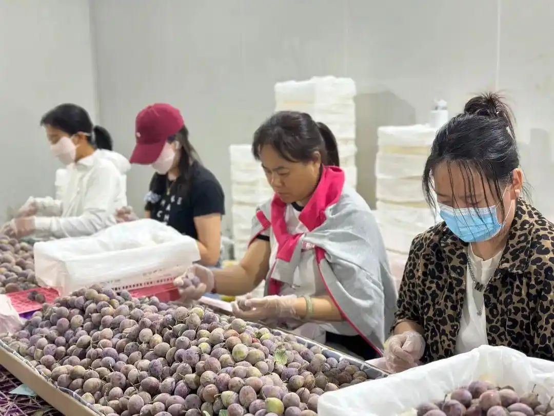 国产水果平替进口水果_进口水果价格下降原因_阳光玫瑰因何跌成“地板价”