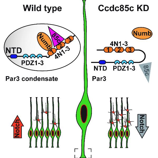 复旦大学科研成果_科研新闻稿模板_复旦大学科研团队最新突破