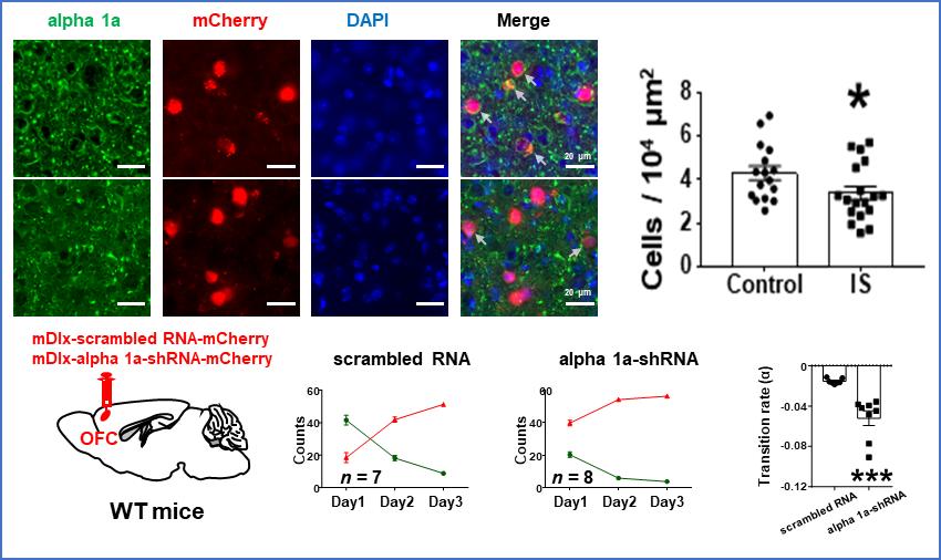 科研新闻稿模板_复旦大学科研团队最新突破_复旦大学科研成果