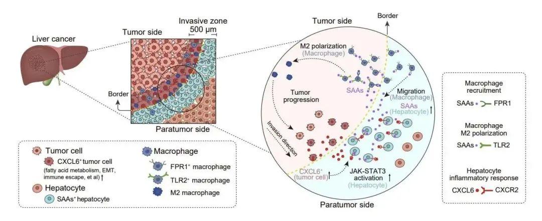 复旦大学科研成果_复旦大学科研团队最新突破_科研新闻稿模板