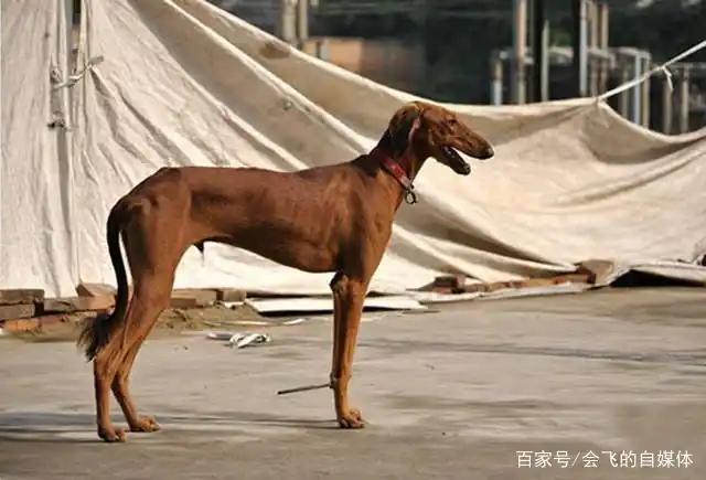 封神演义哮天犬_哮天犬神通_神将哮天犬