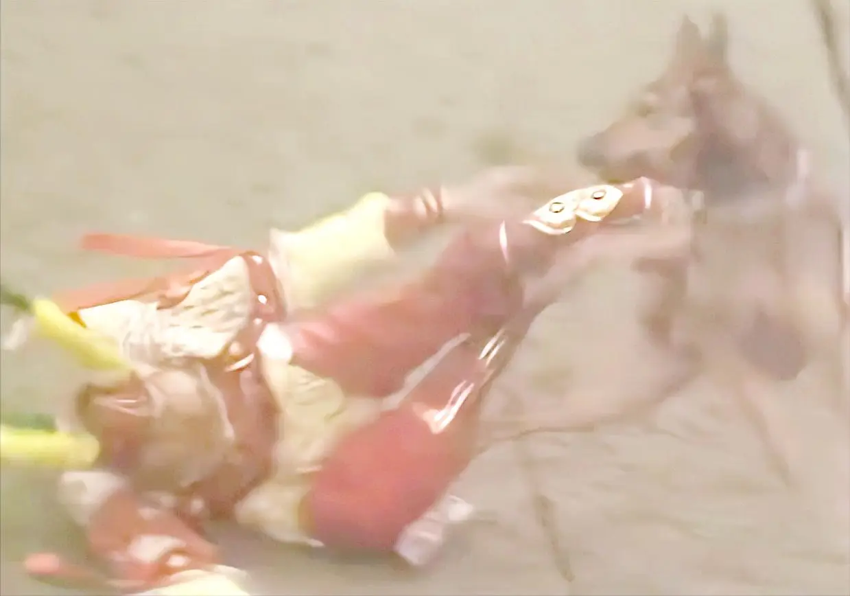 二郎神哮天犬形象演变_细狗文化历史_神将哮天犬