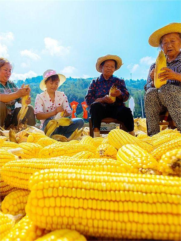湖北秋粮丰收景象_湖北农业现代化进程_湖北 今日视点