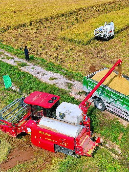 湖北秋粮丰收景象_湖北 今日视点_湖北农业现代化进程