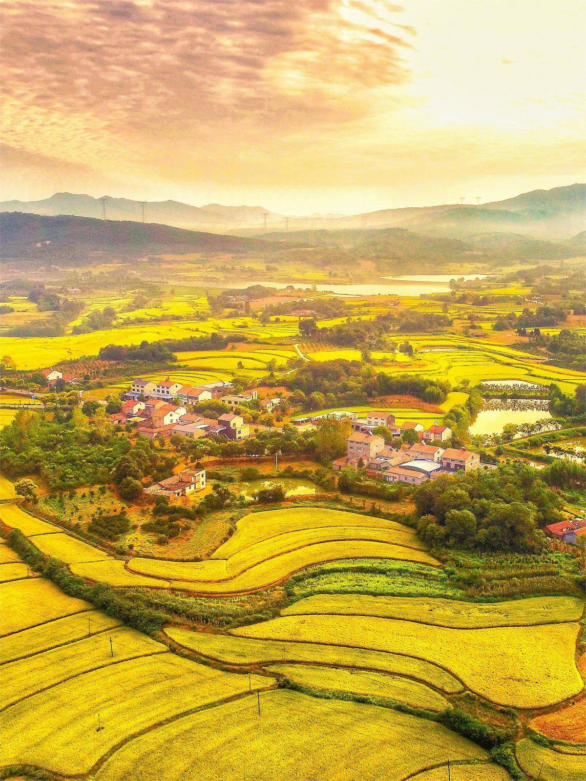 湖北农业现代化进程_湖北秋粮丰收景象_湖北 今日视点