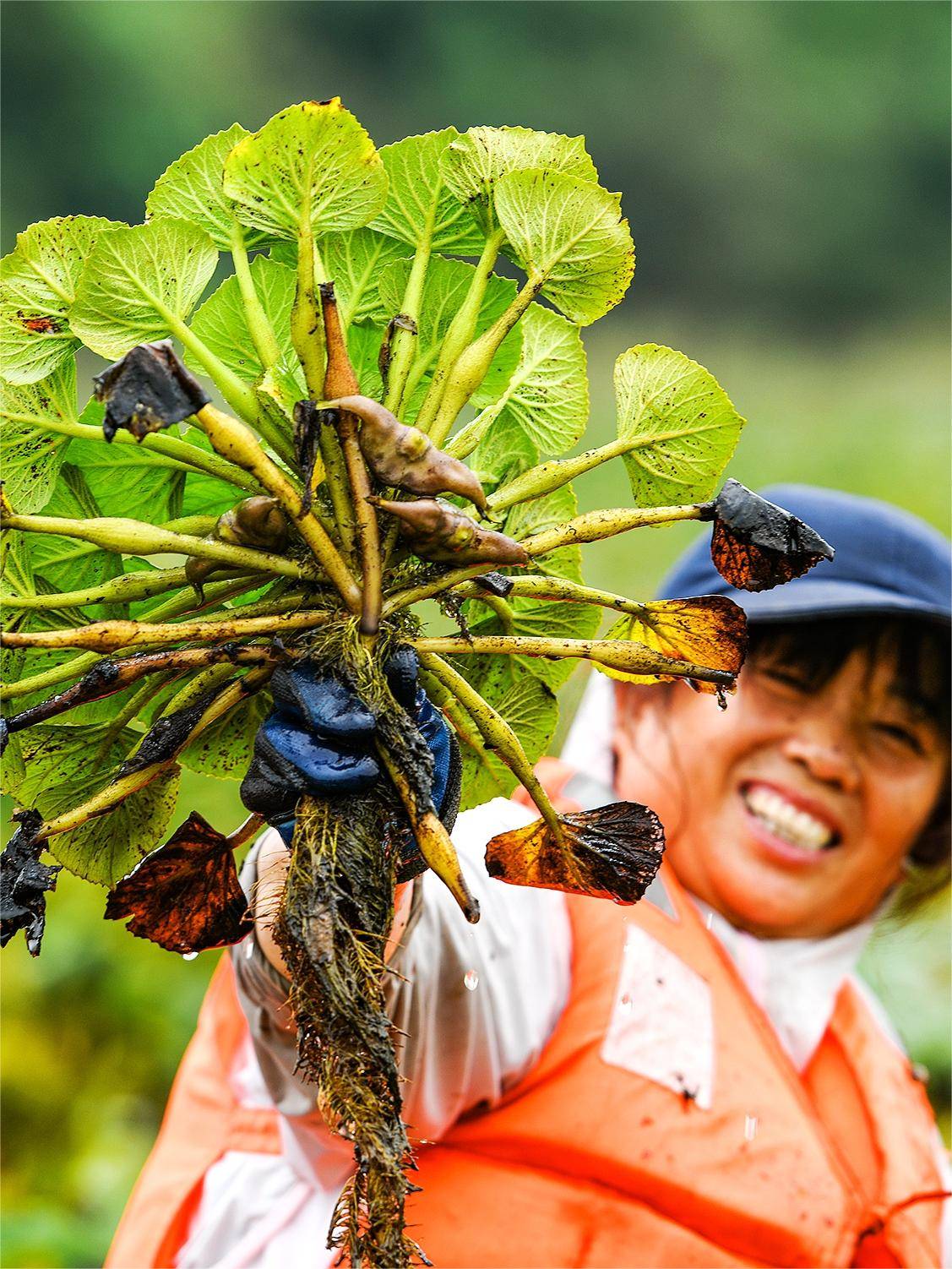湖北 今日视点_湖北农业现代化进程_湖北秋粮丰收景象