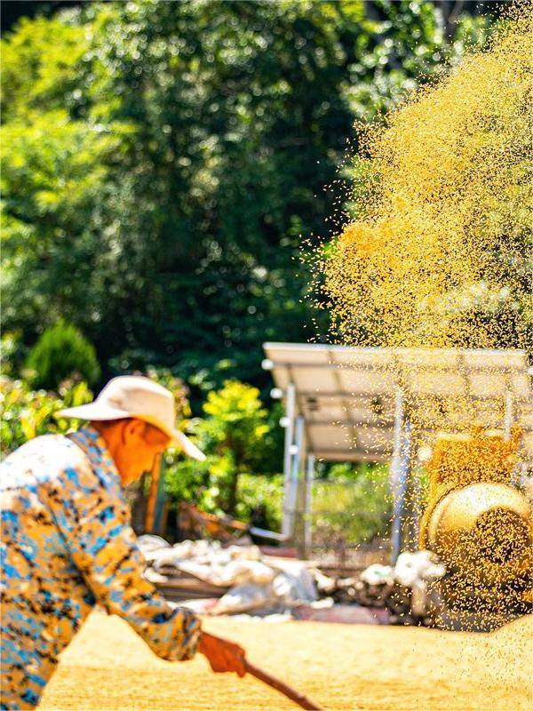 湖北秋粮丰收景象_湖北农业现代化进程_湖北 今日视点