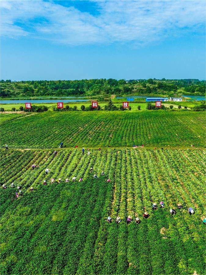 湖北农业现代化进程_湖北 今日视点_湖北秋粮丰收景象