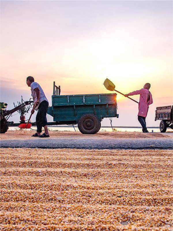 湖北农业现代化进程_湖北秋粮丰收景象_湖北 今日视点