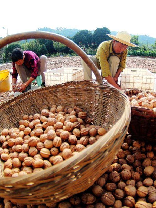湖北农业现代化进程_湖北 今日视点_湖北秋粮丰收景象